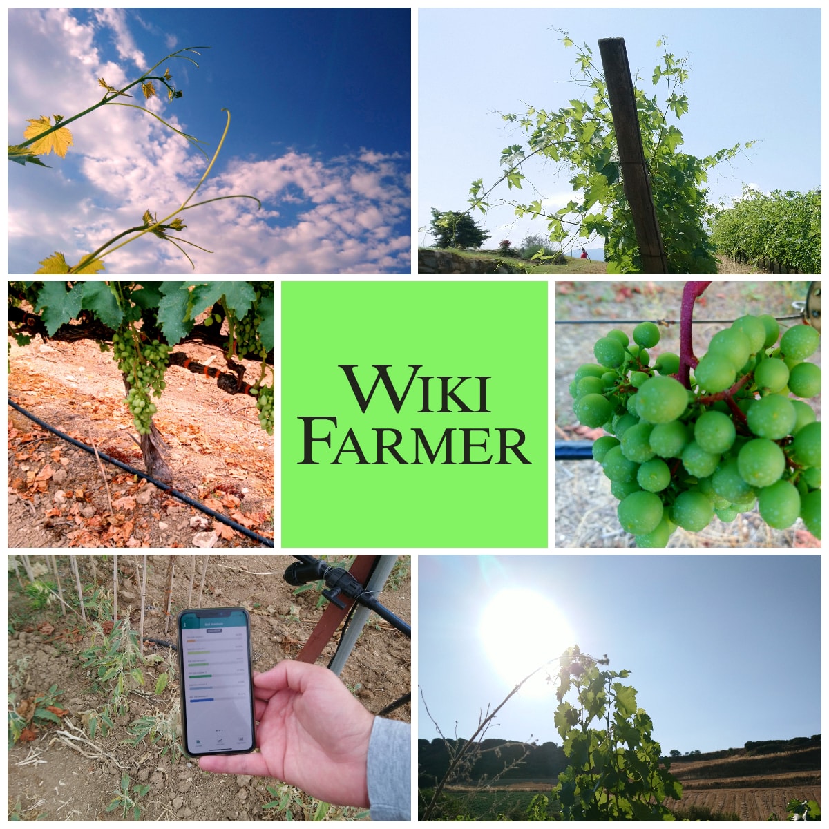 Grapes Irrigation and Water Management Wikifarmer