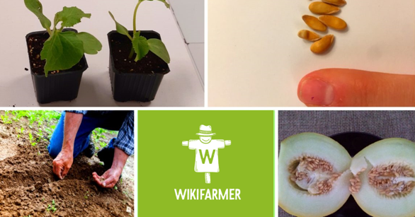 Выращивание дыни в вашем саду - Wikifarmer