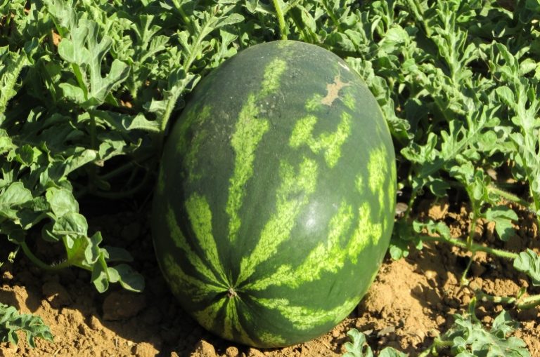 8 أشياء ينبغي أن تضعها في الحسبان عند زراعة البطيخ في فناء منزلك.