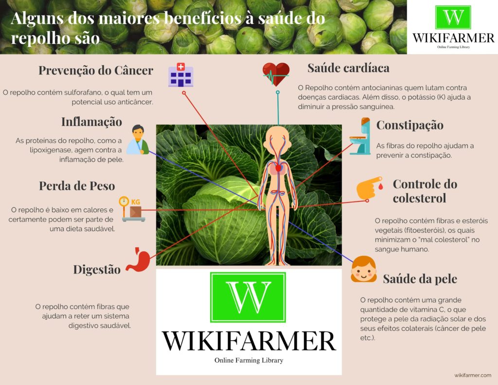 Valor nutricional, benefícios para a saúde, usos e fatos interessantes  sobre o damasco - Wikifarmer