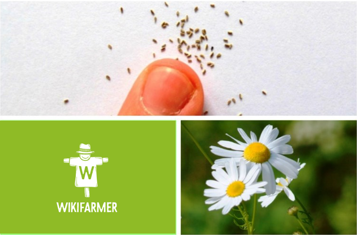 Tohumdan Alman Papatyası veya Papatya Çiçeği Yetiştirmek ve Bitki Dikim Mesafeleri