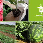 زراعة البطيخ بكميات من أجل الربح
