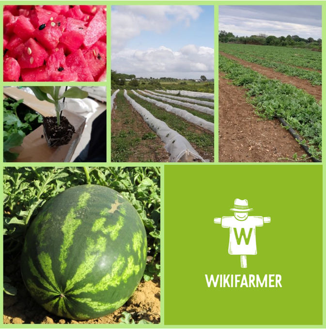 زراعة البطيخ بكميات من أجل الربح