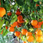 حصاد اشجار البرتقال وكمية المحصول