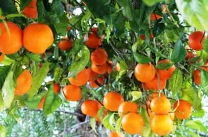حصاد اشجار البرتقال وكمية المحصول