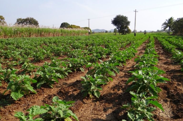 زراعة الباذنجان في المزارع لجني الثمار وتحقيق الربح - دليل النمو الكامل من البداية إلى النهاية