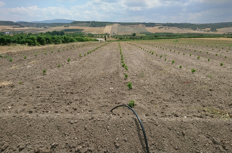 अंगूर की खेती के लिए मिट्टी की आवश्यकताएं और तैयारी