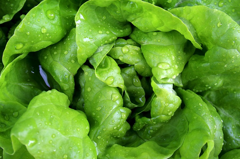 12 erstaunliche Gesundheitsvorteile durch den Genuss von Gartensalat