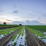 Agriculture pour les Débutants – Comment devenir agriculteur – le Guide Complet