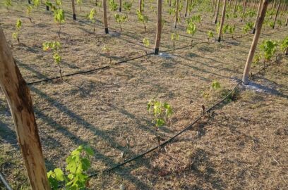 Anpflanzung und Pflanzabstand von Weinreben – Anzahl der Pflanzen pro Hektar