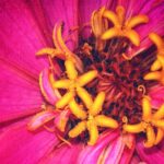 Cara Menumbuhkan Bunga Zinnia: Yang perlu Anda ketahui