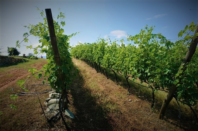 Definition Weinbau – Was ist Weinbau?