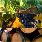 Hasil Panen Buah Anggur per Hektar dan Ekar