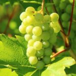 Memanen Anggur – Kapan dan Cara Memanen Kebun Anggur anda