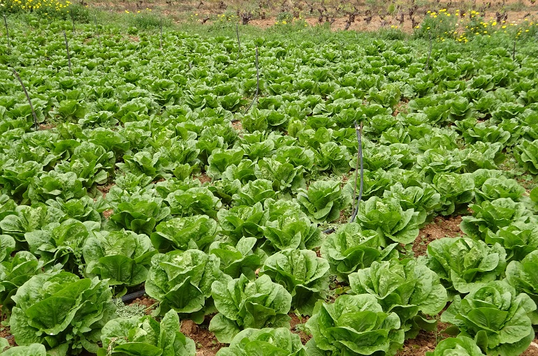 Wie man Gartensalat anbaut – Komplette Anleitung für den Anbau von Gartensalat von der Aussaat bis zur Ernte