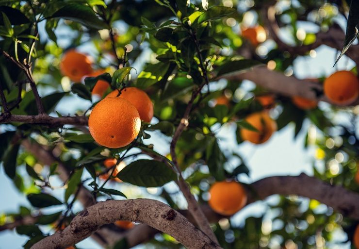 Wie man Orangenbäume aus Samen zieht – Kann man Orangenbäume selber ziehen? – Wie lange braucht ein Orangenbaum bis er Früchte trägt?