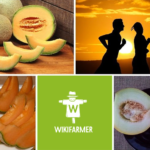Nutzen für die Gesundheit von Melonen