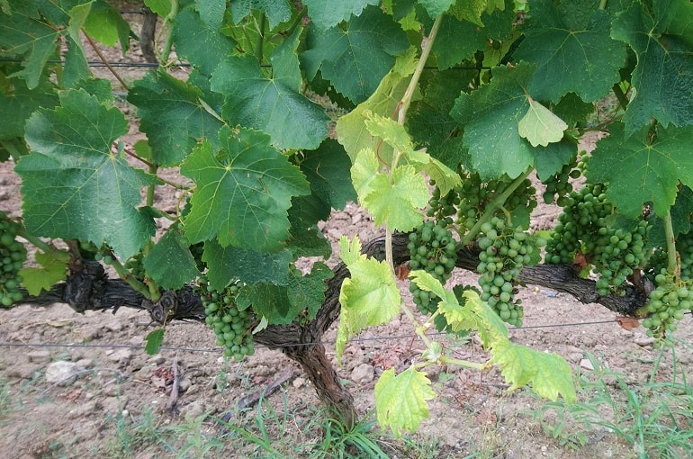 Информация о винограде