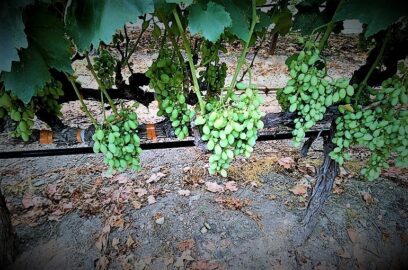 Использование удобрений для виноградной лозы