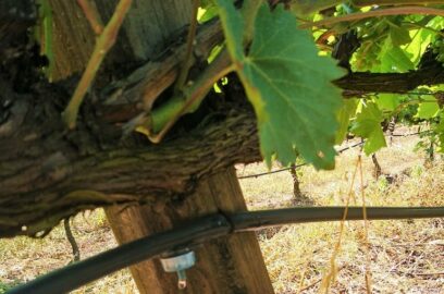 Полив винограда и управление системой подачи воды