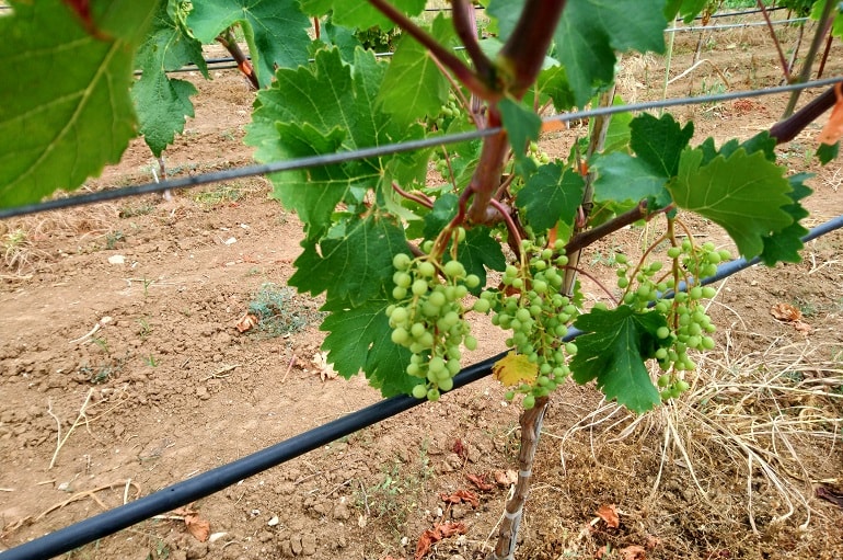 Польза винограда для здоровья человека