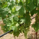 Сбор винограда: как и когда нужно собирать урожай