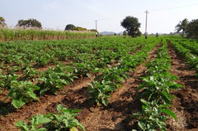 Açık Tarlada Ticari Patlıcan Yetiştiriciliği - Patlıcan Yetiştirme Kılavuzu
