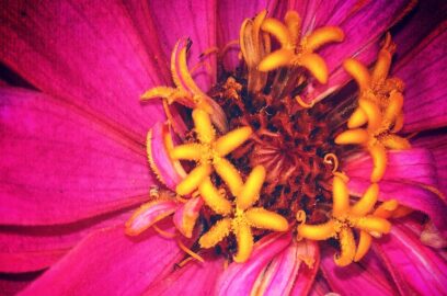 Zinnia – Kirli Hanım Çiçeği