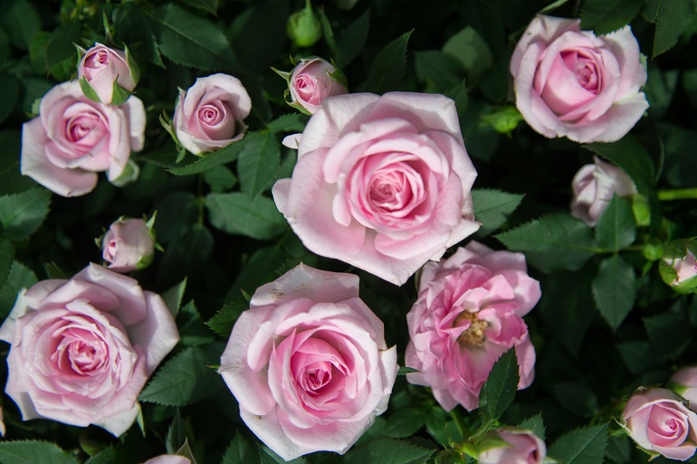 Types of Roses and Rose Care