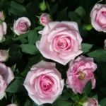 Rosenpflege: Alles, was Sie wissen müssen - Wie gießt man Rosen richtig?