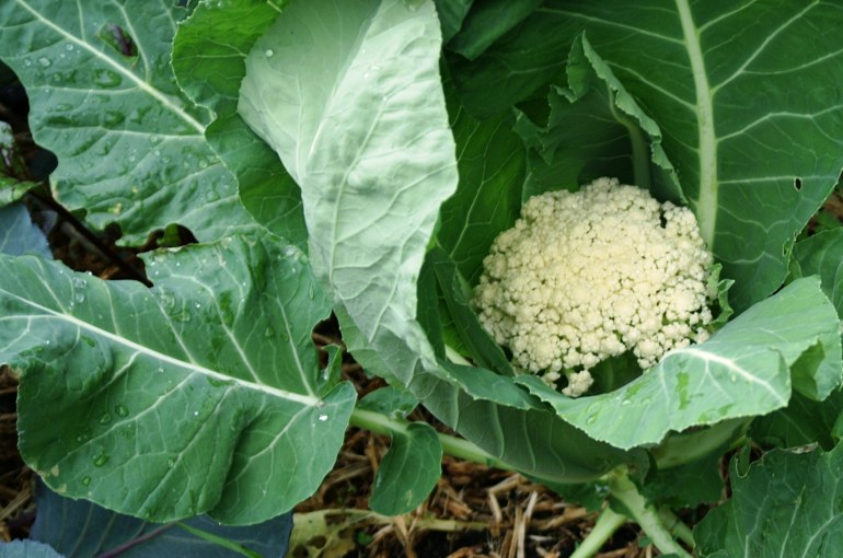 cauliflower bloom