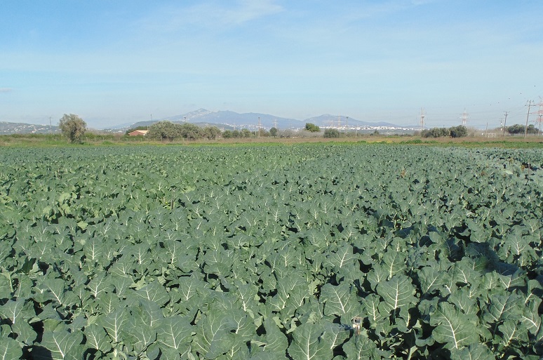 broccoli growing