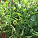 Domates yetiştiriciliği – bahçede domates yetiştiriciliği