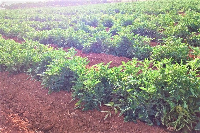 Farmer Grows Apple, Almond Trees in Air Pots in Half The Usual Time