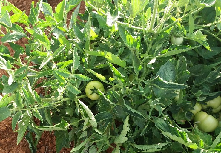 Growing tomato Backyard