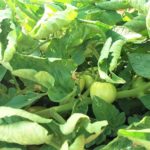 Tomato Plant Information