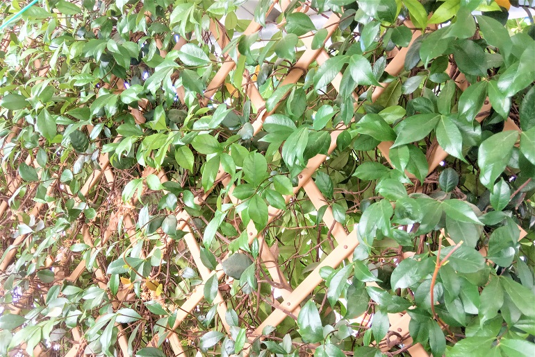 Ρυγχόσπερμα σε γλάστρα – Ένας υπέροχος Φυτοφράχτης