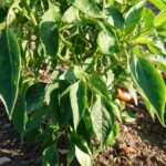 Anbau von Paprika und Chili in meinem Garten – Kann man Paprika im Freien Pflanzen?