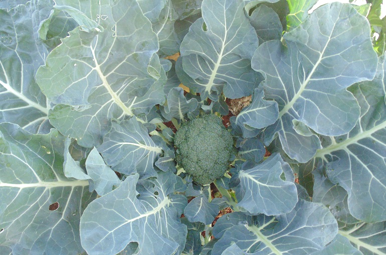 Como cultivar brócolis em casa – Cultivo de brócolis no quintal