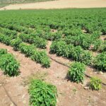 Cultivo del pimiento al aire libre – pimiento cultivo y manejo
