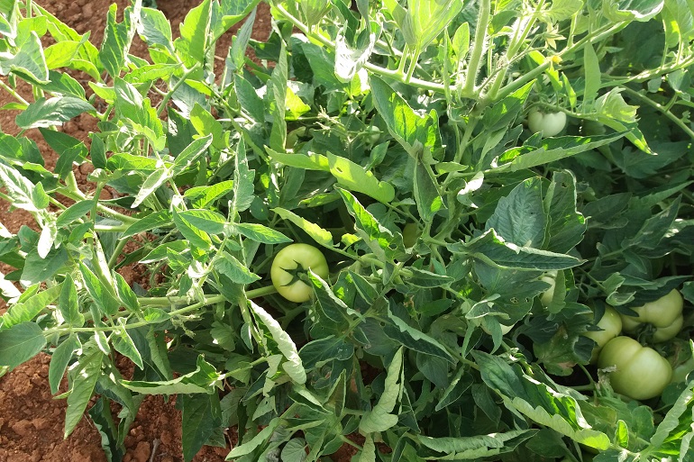 Informationen zur Tomatenpflanze