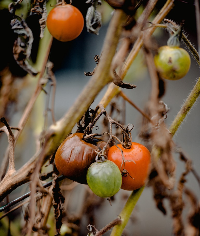 Cultivo de tomate a campo abierto – cultivo del tomate al aire libre