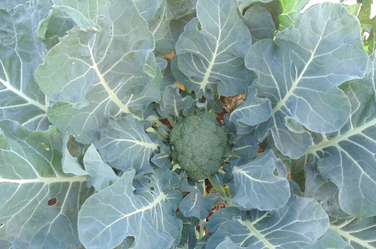 как выращивать брокколи в огороде