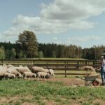 Basisprincipes voor het verzorgen van schapen