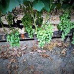 Bemesten van druiven - Hoe vaak druiven bemesten?
