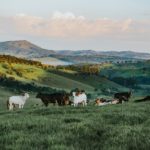 Bestiame e GAP - Buone Pratiche Agricole