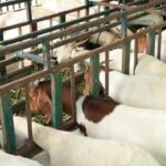 Come nutrire le capre