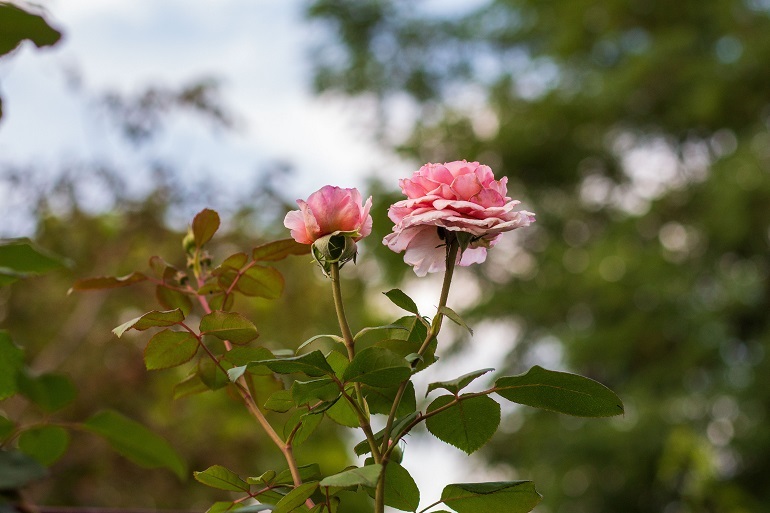 Cosa fare per avere rose belle e rigogliose? Qual è il miglior concime per le rose?