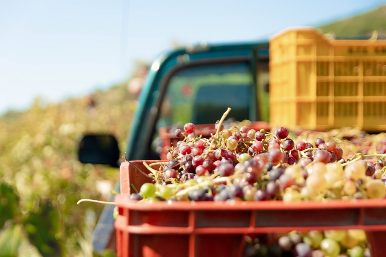 Druivenoogst - Wanneer en hoe moet je een wijngaard oogsten?