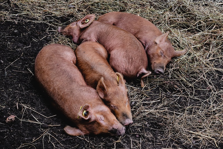 Gezondheid, ziektes en symptomen van varkens – Meest voorkomende ziektes bij varkens
